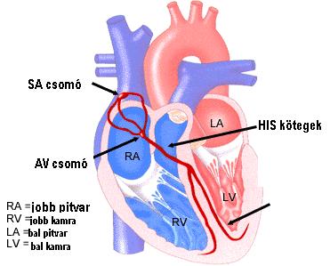 Így működik az EKG készülék